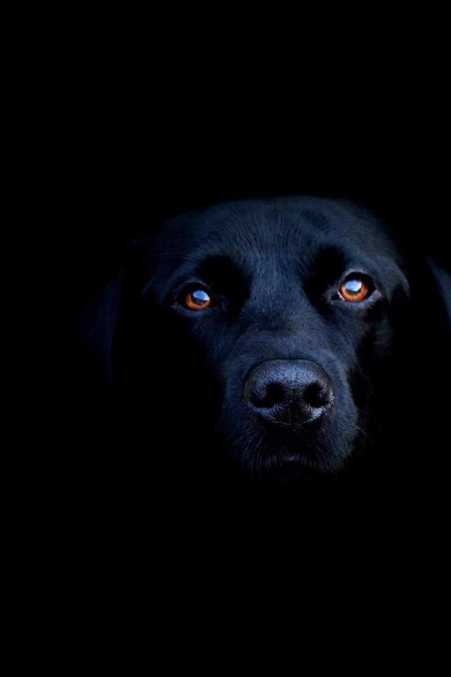 黑色拉布拉多犬