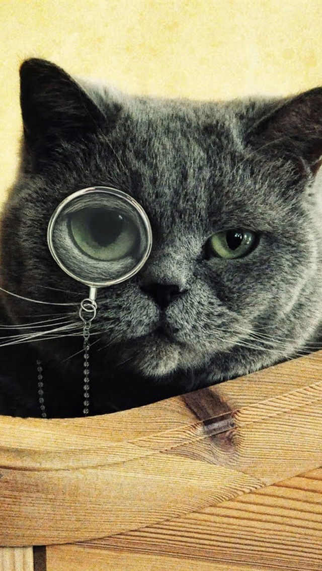 搞笑猫玩放大镜