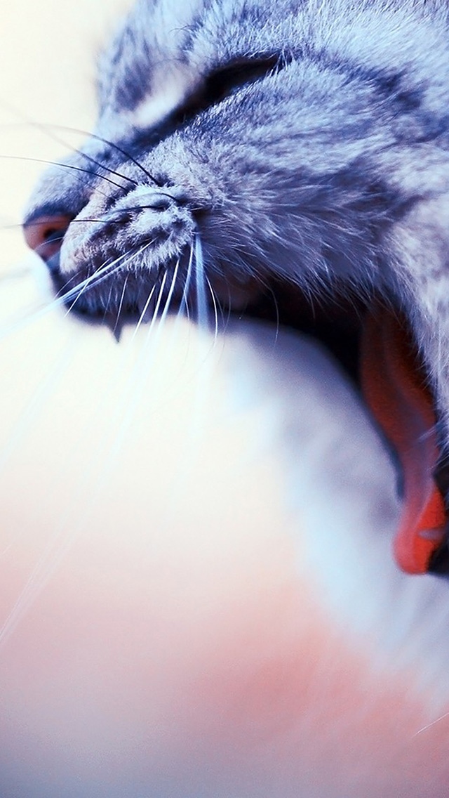 阳光下慵懒的猫