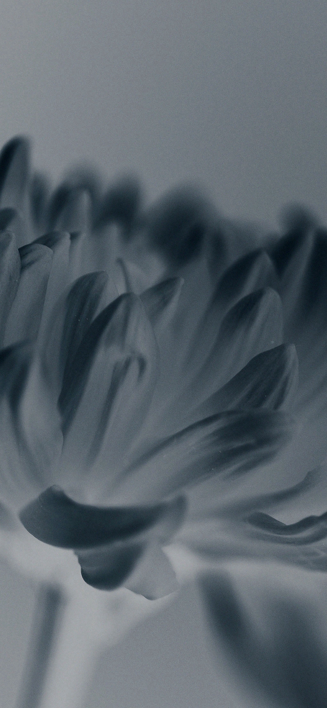 丝花蓝色花瓣