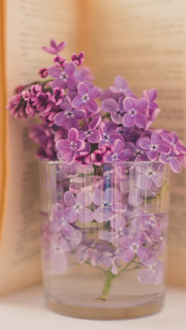 清新丁香花