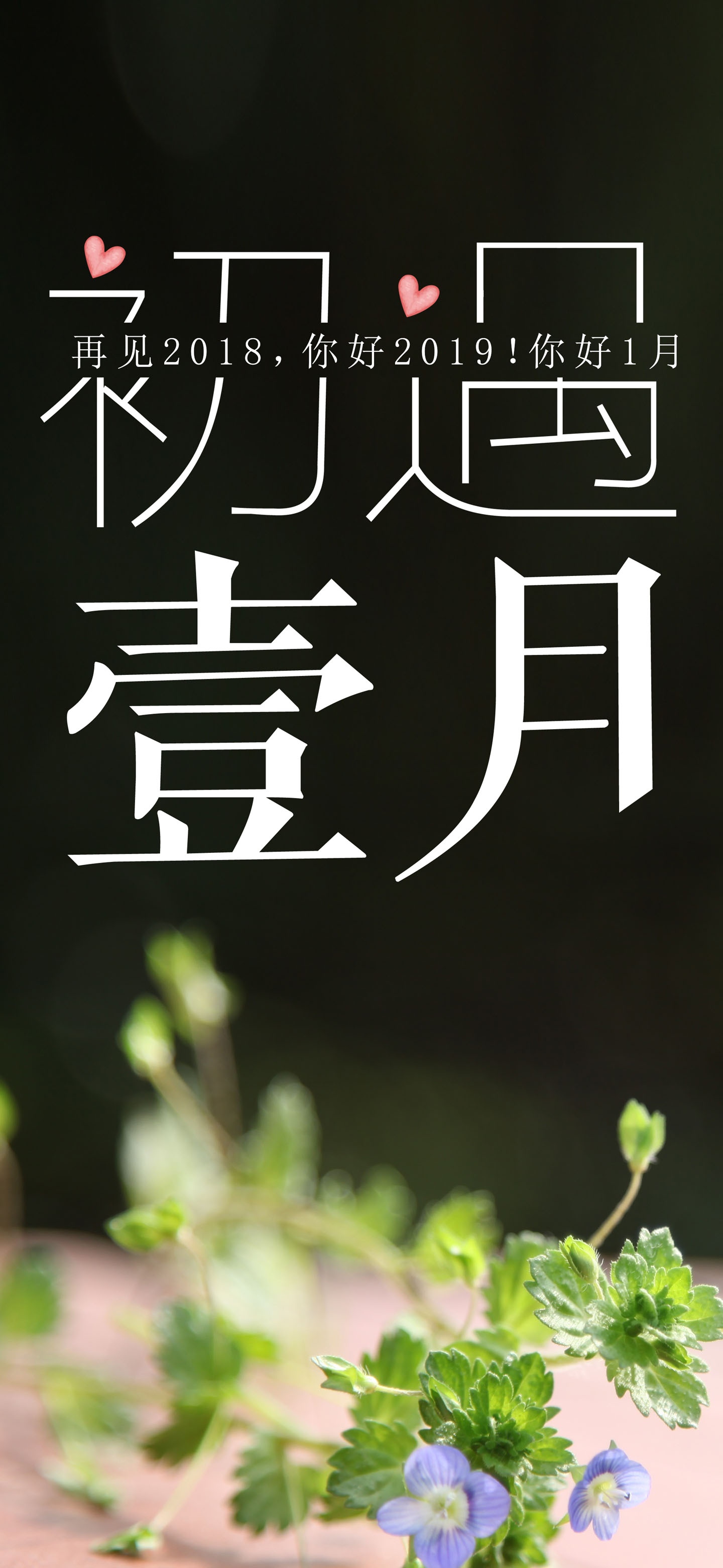 清新文艺的初遇一月