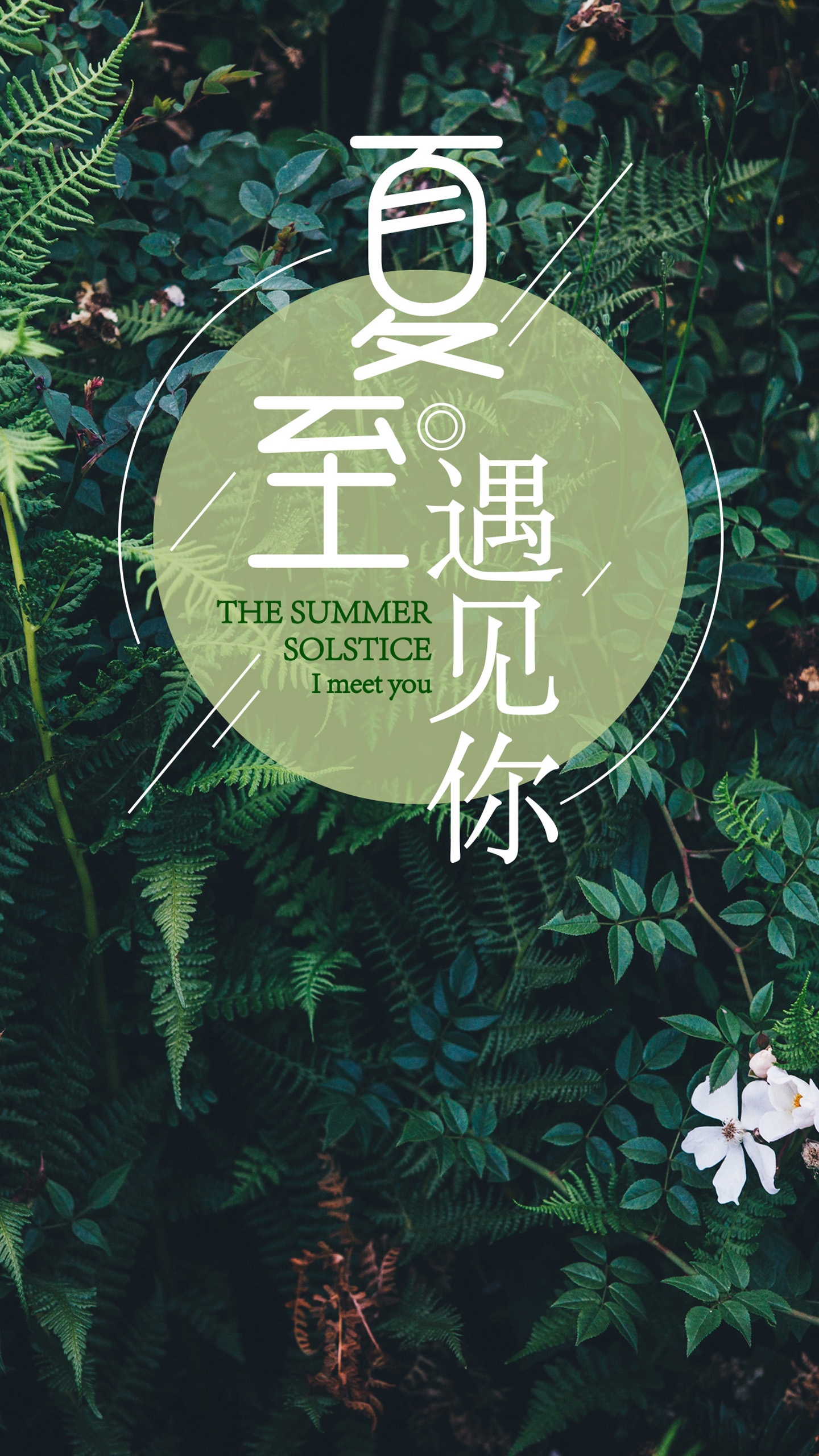 夏至遇见你