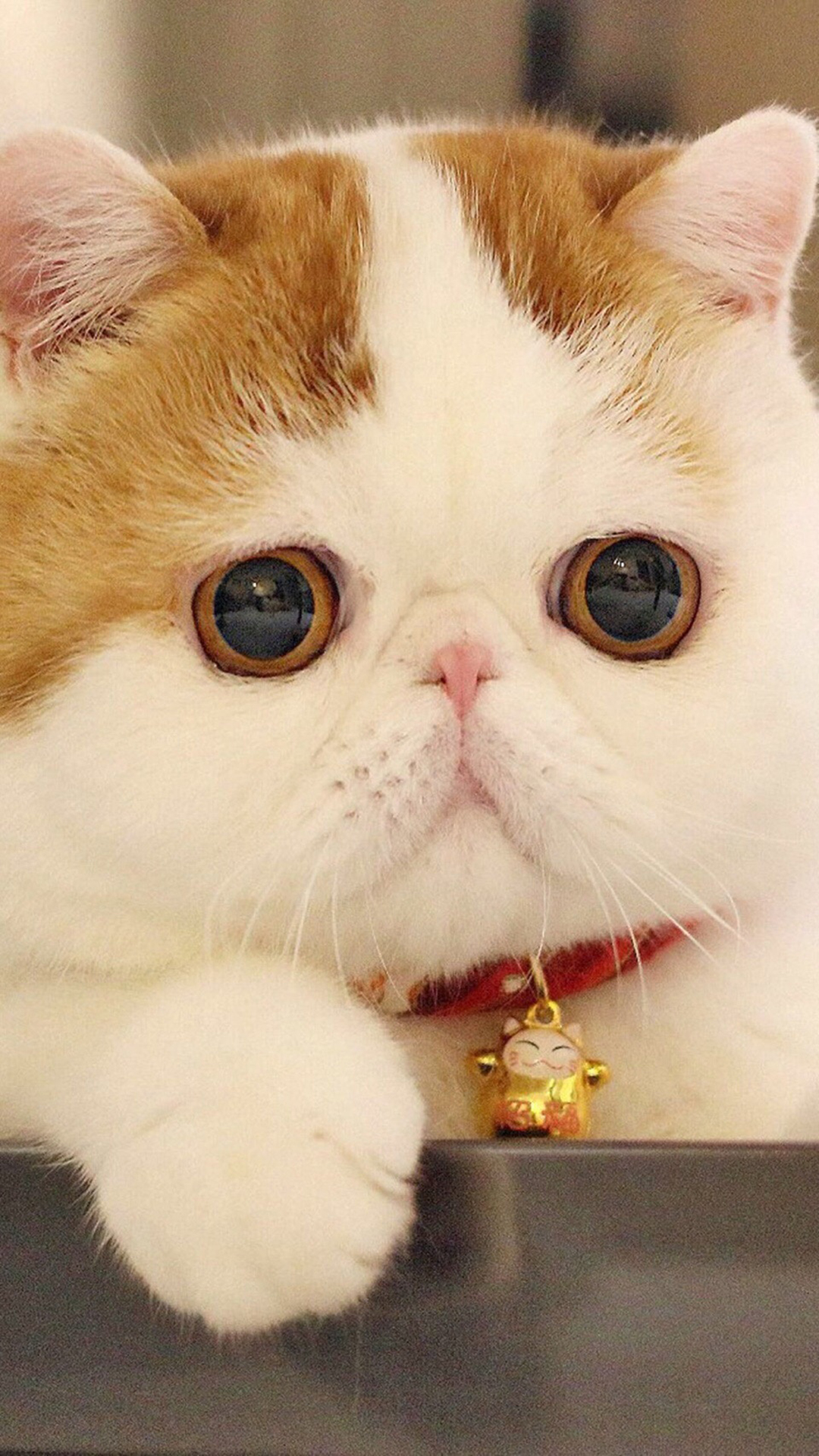 超可爱胖嘟嘟猫咪