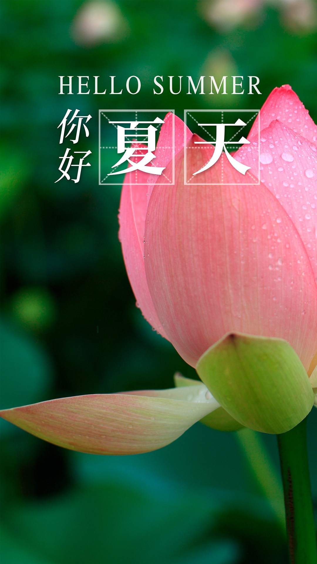 繁花凋谢 小荷露尖