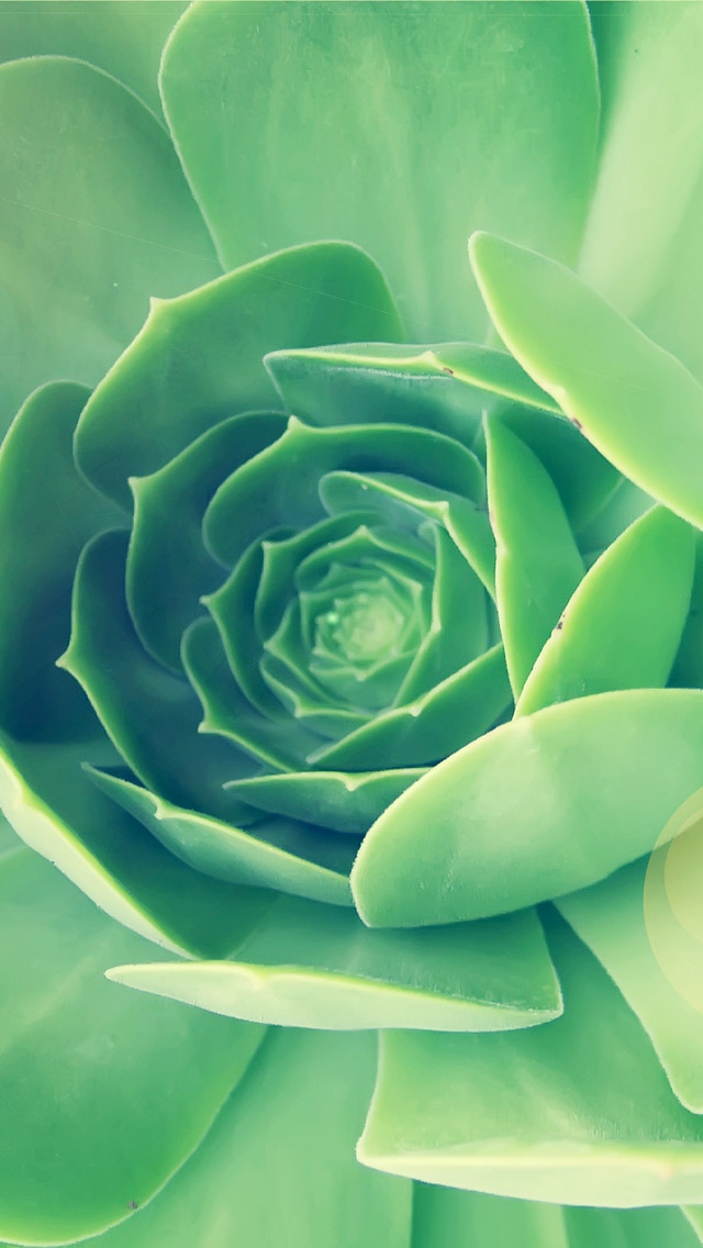 绿色植物特写