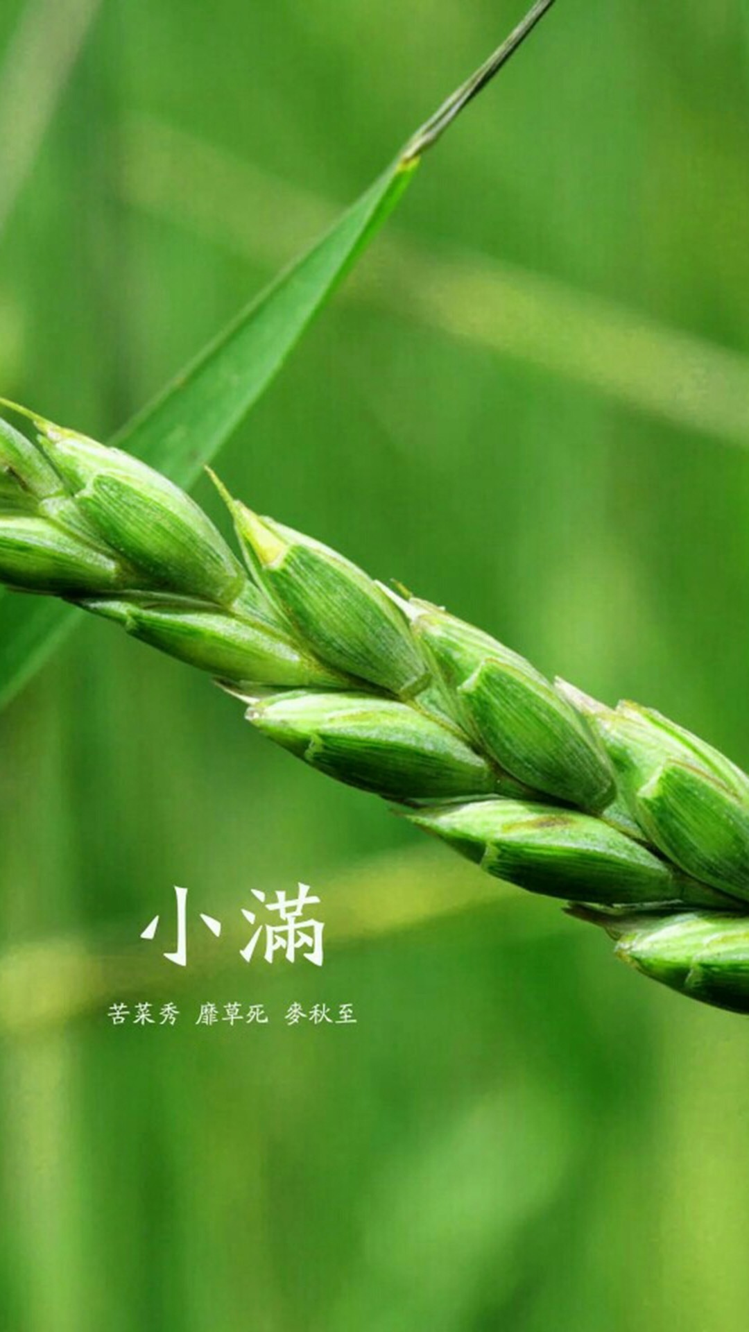 传统节气小满