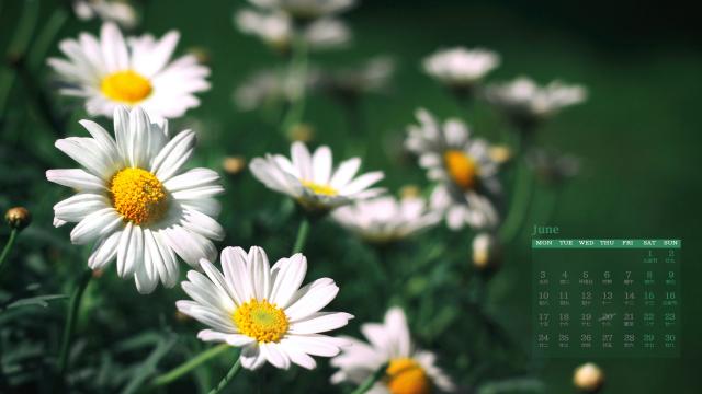 2019年6月阳光下的花朵写真日历