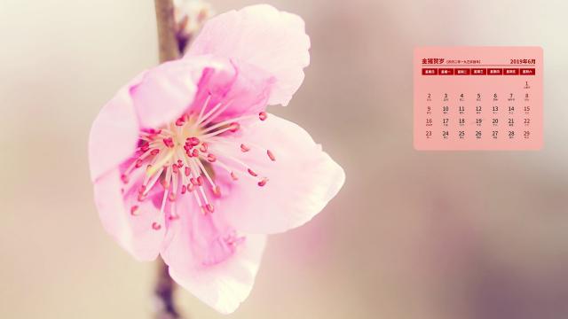 2019年6月阳光下的花朵写真日历