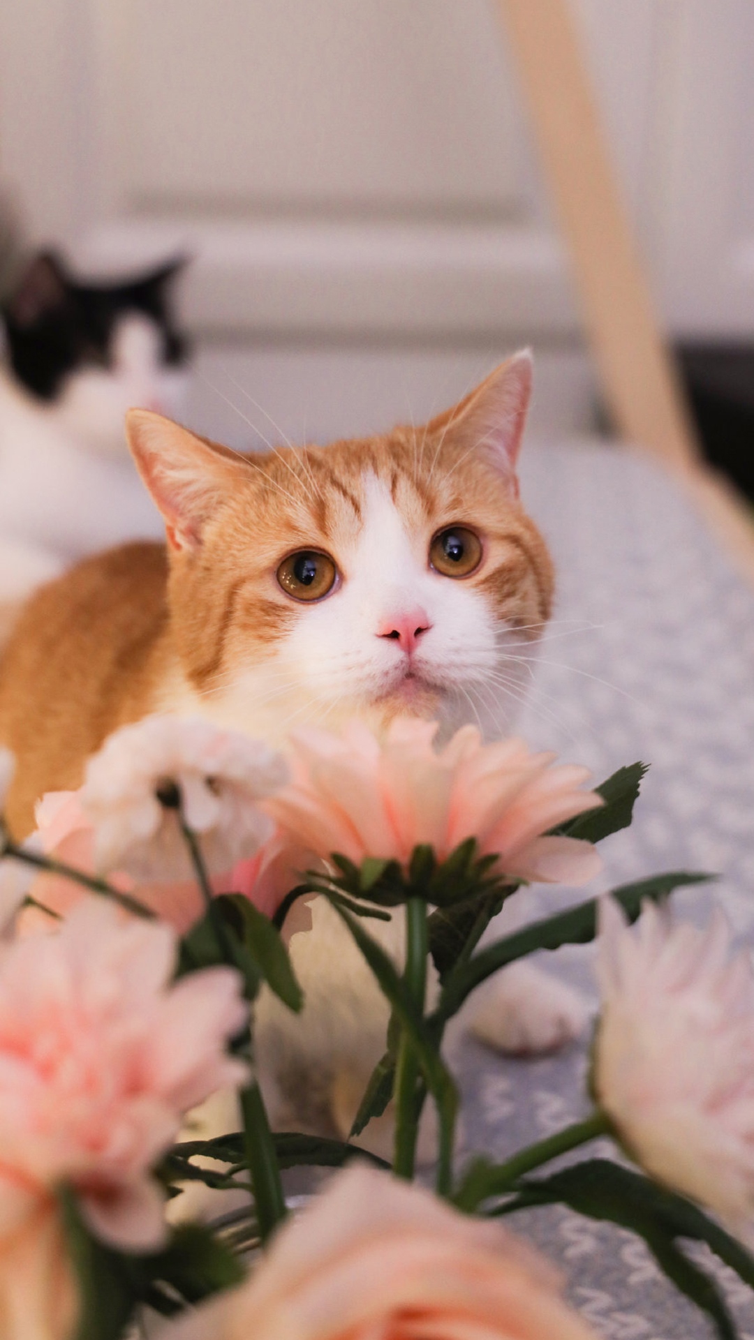 萌宠小猫咪
