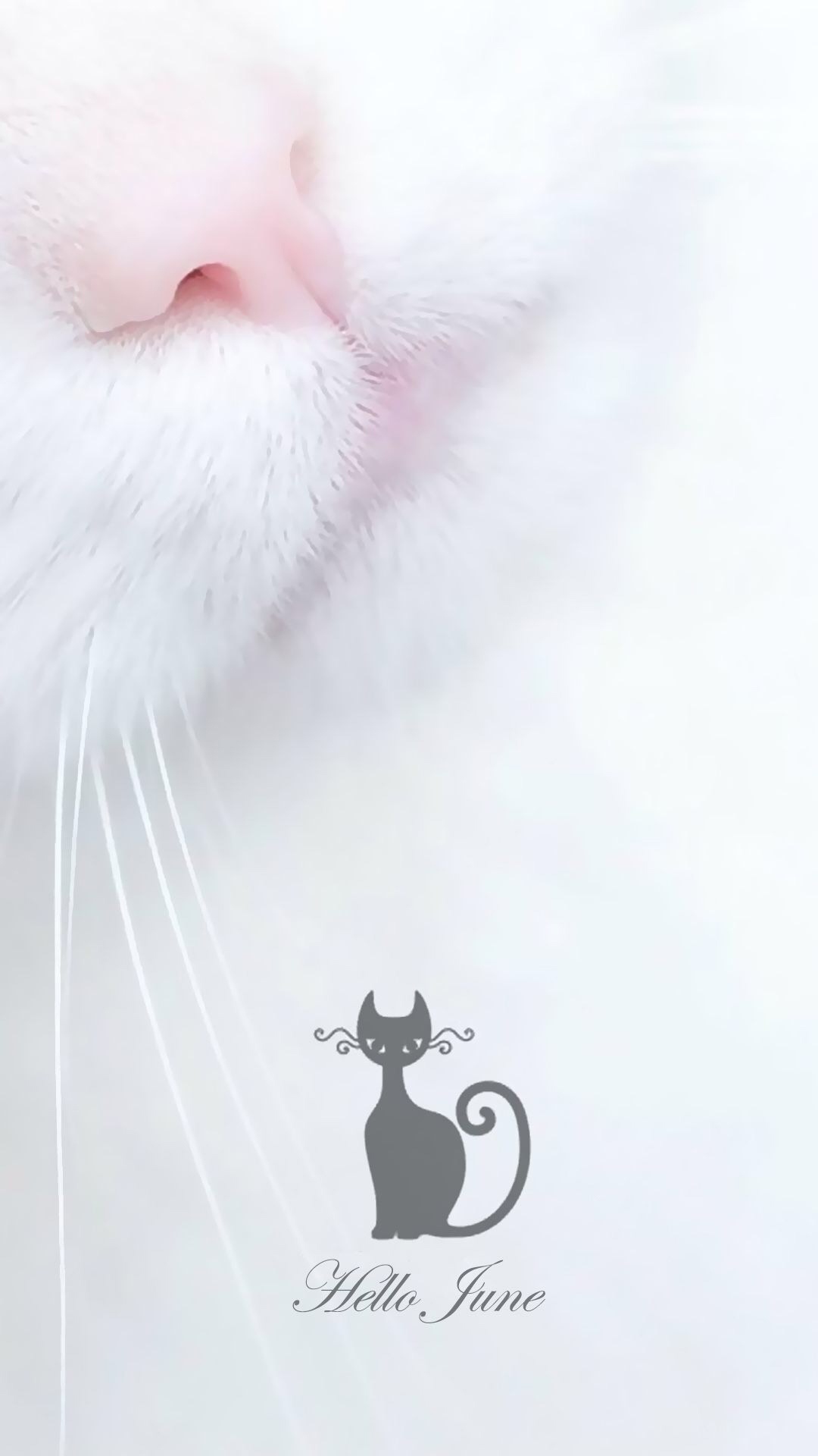 猫咪就像六月的天