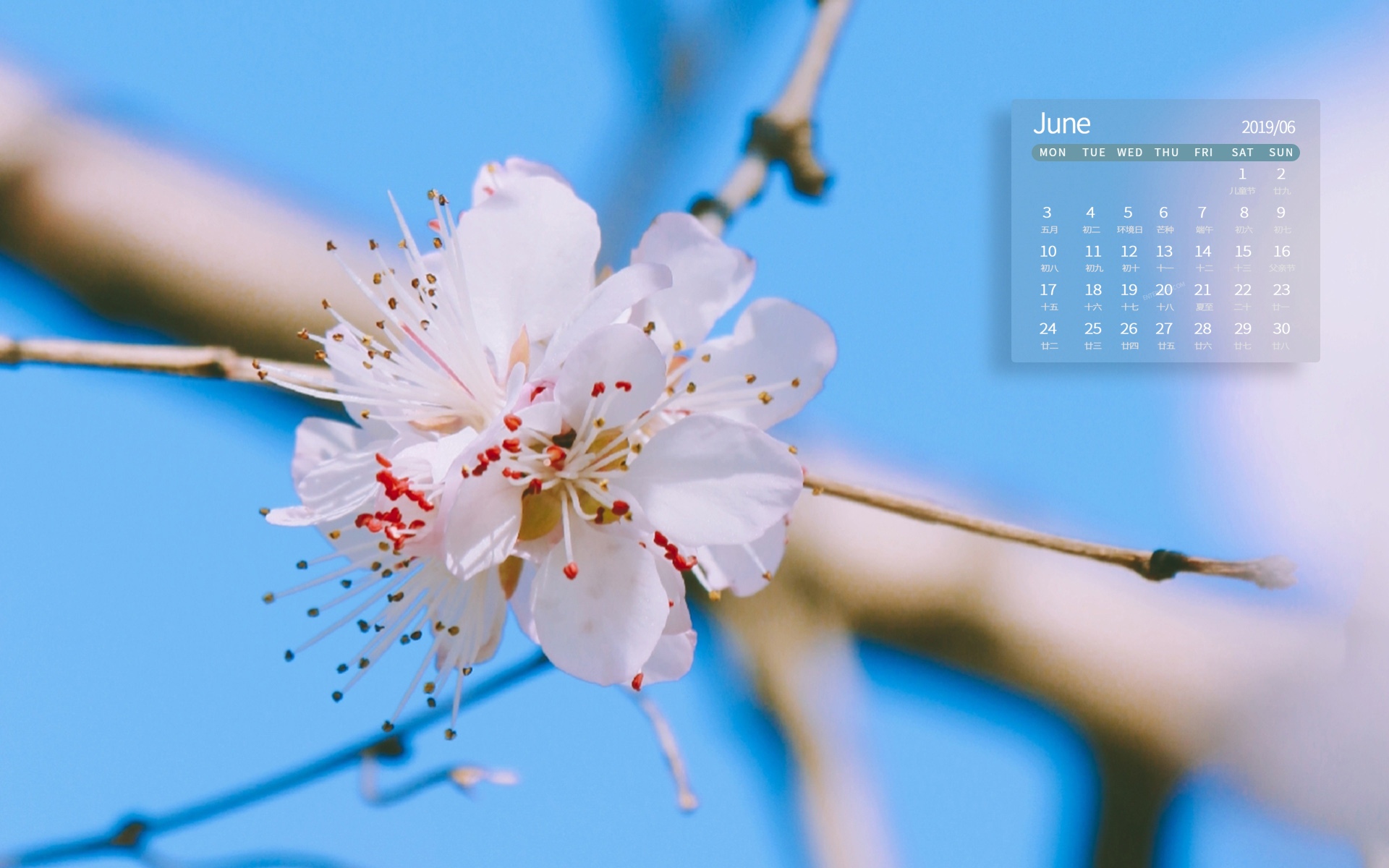 2019年6月绽放着的清新小花日历