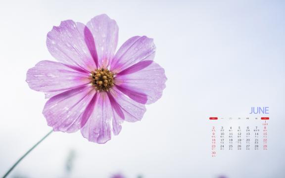 2019年6月绽放着的清新小花日历