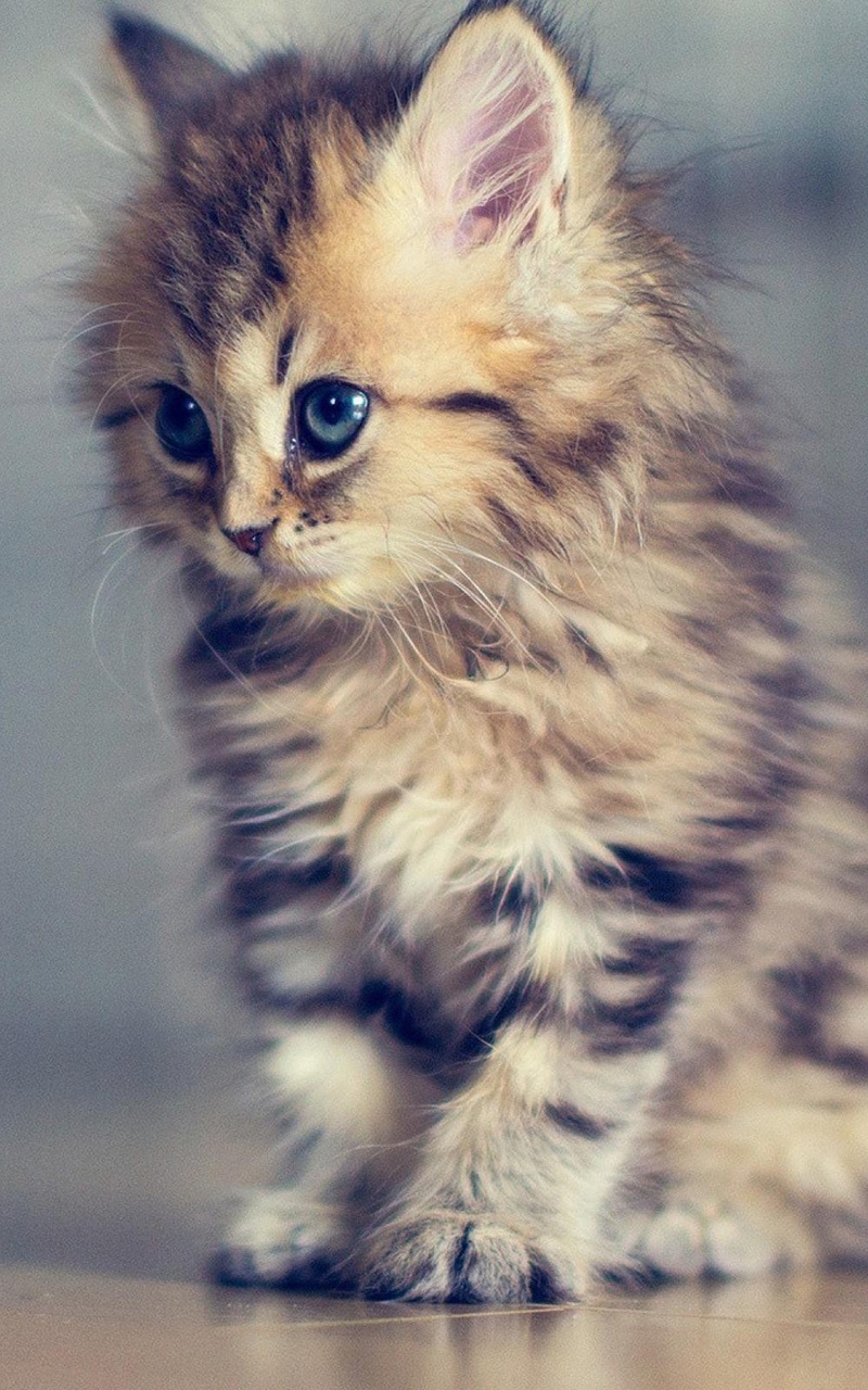 小猫