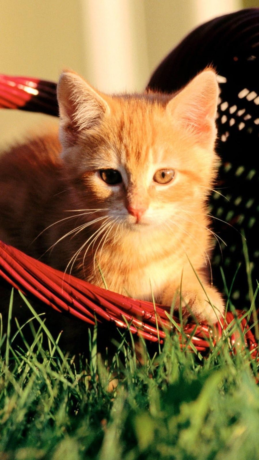 橙色小猫