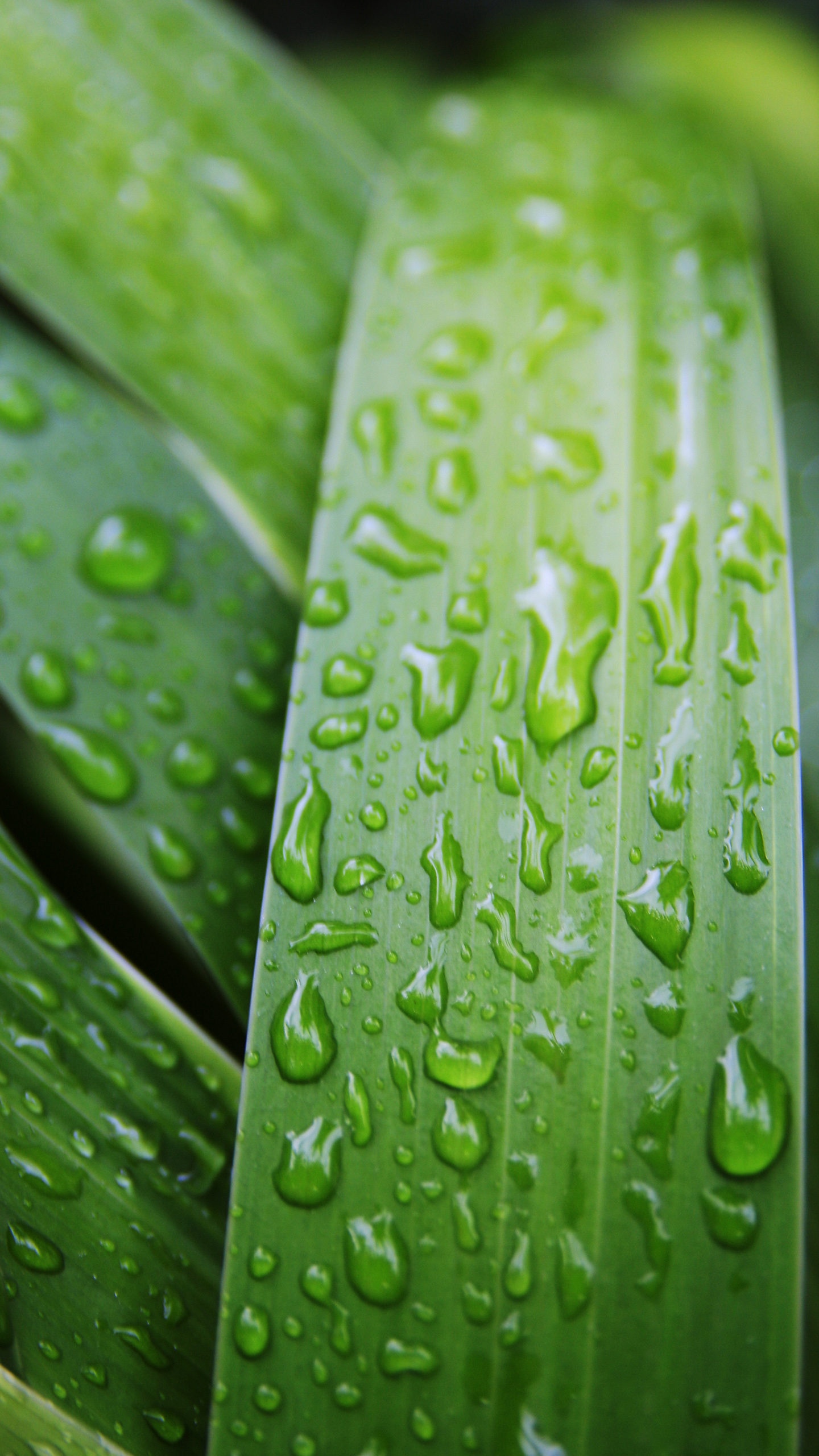 谷雨是春季最后一个节气