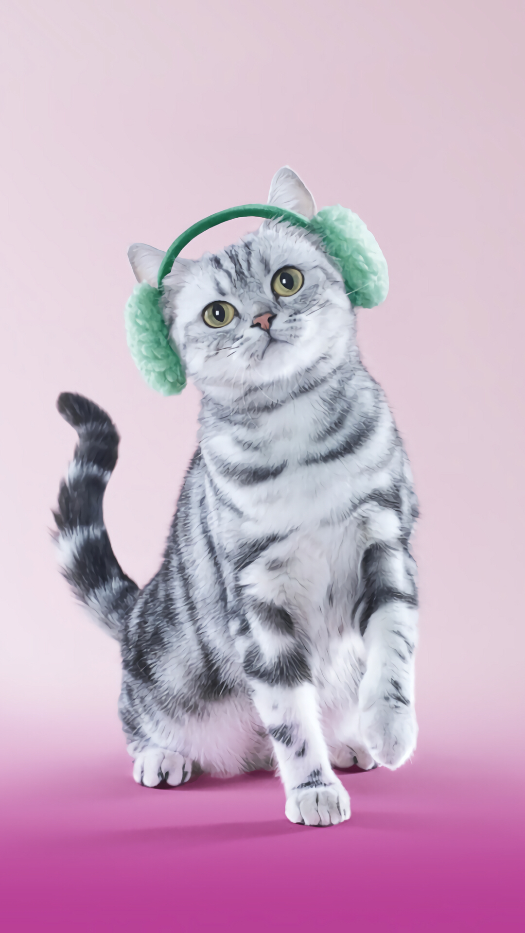 在听音乐的小猫