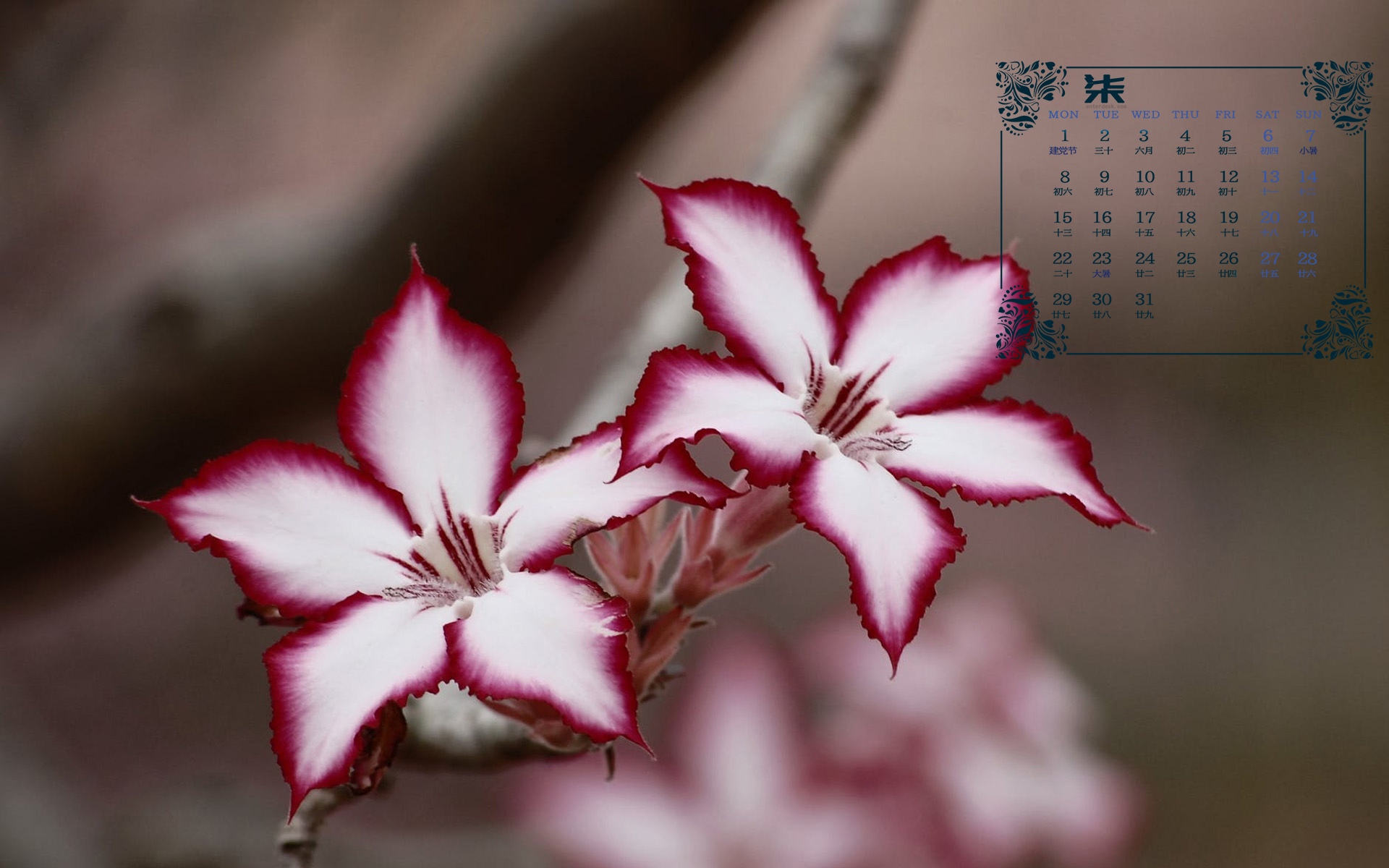 2019年7月淡雅清新花卉日历