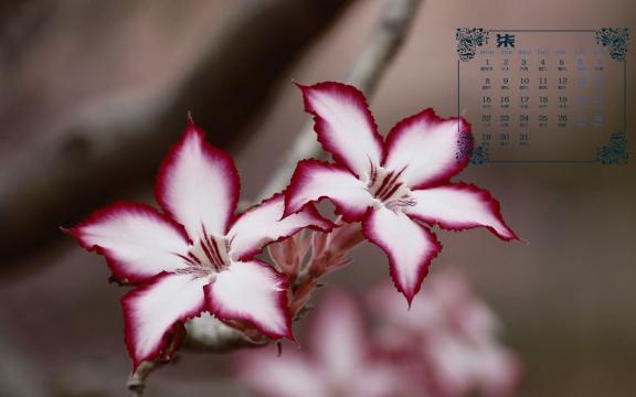 2019年7月淡雅清新花卉日历