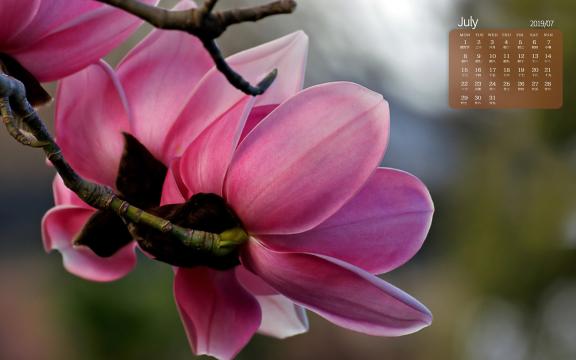 2019年7月小清新花朵日历