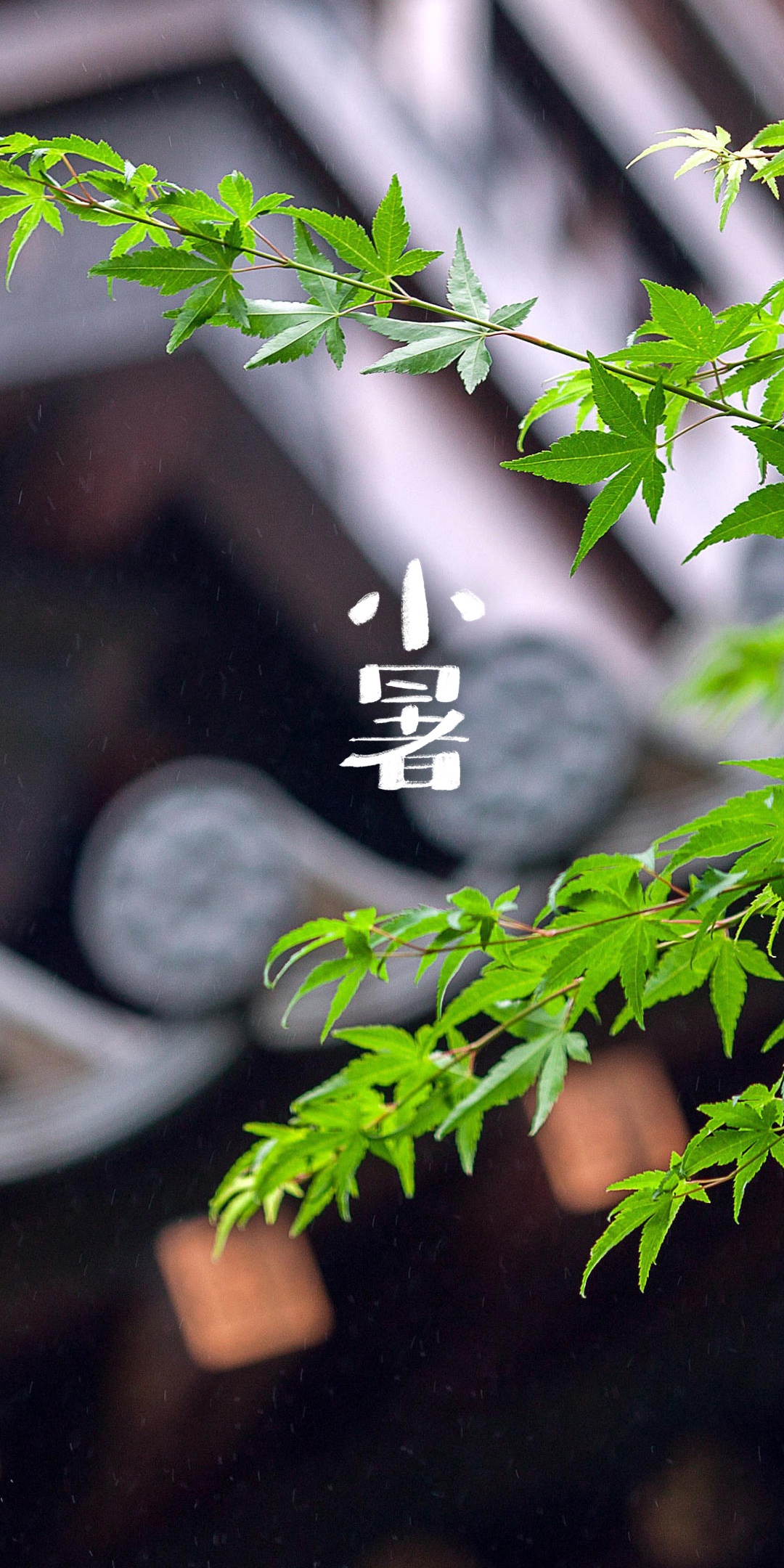 小暑庭院一角背景