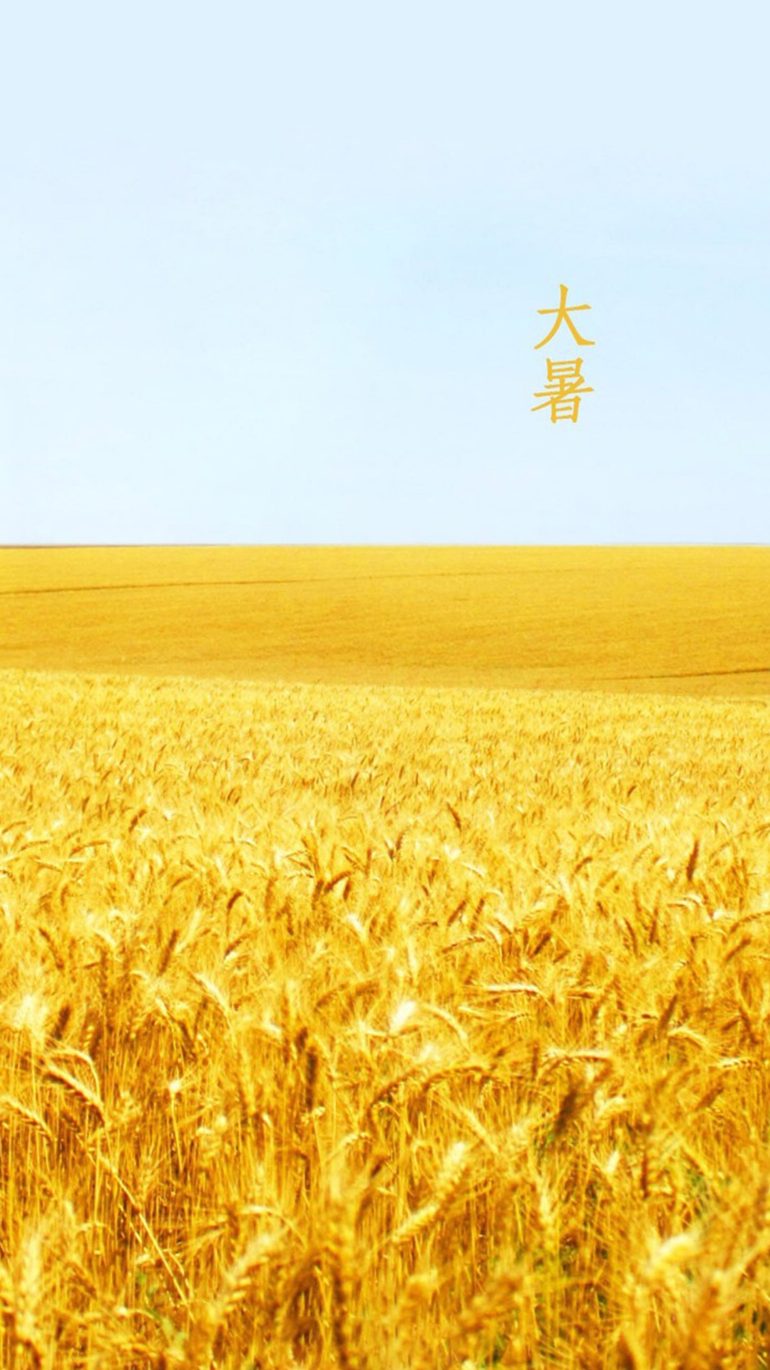 大暑稻田背景
