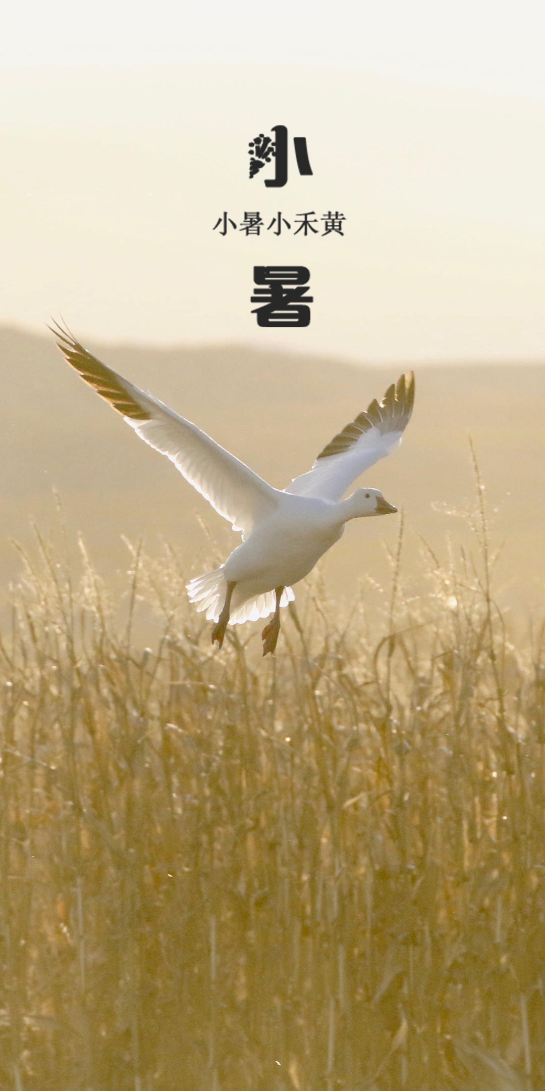 小暑:芦苇荡里的风景