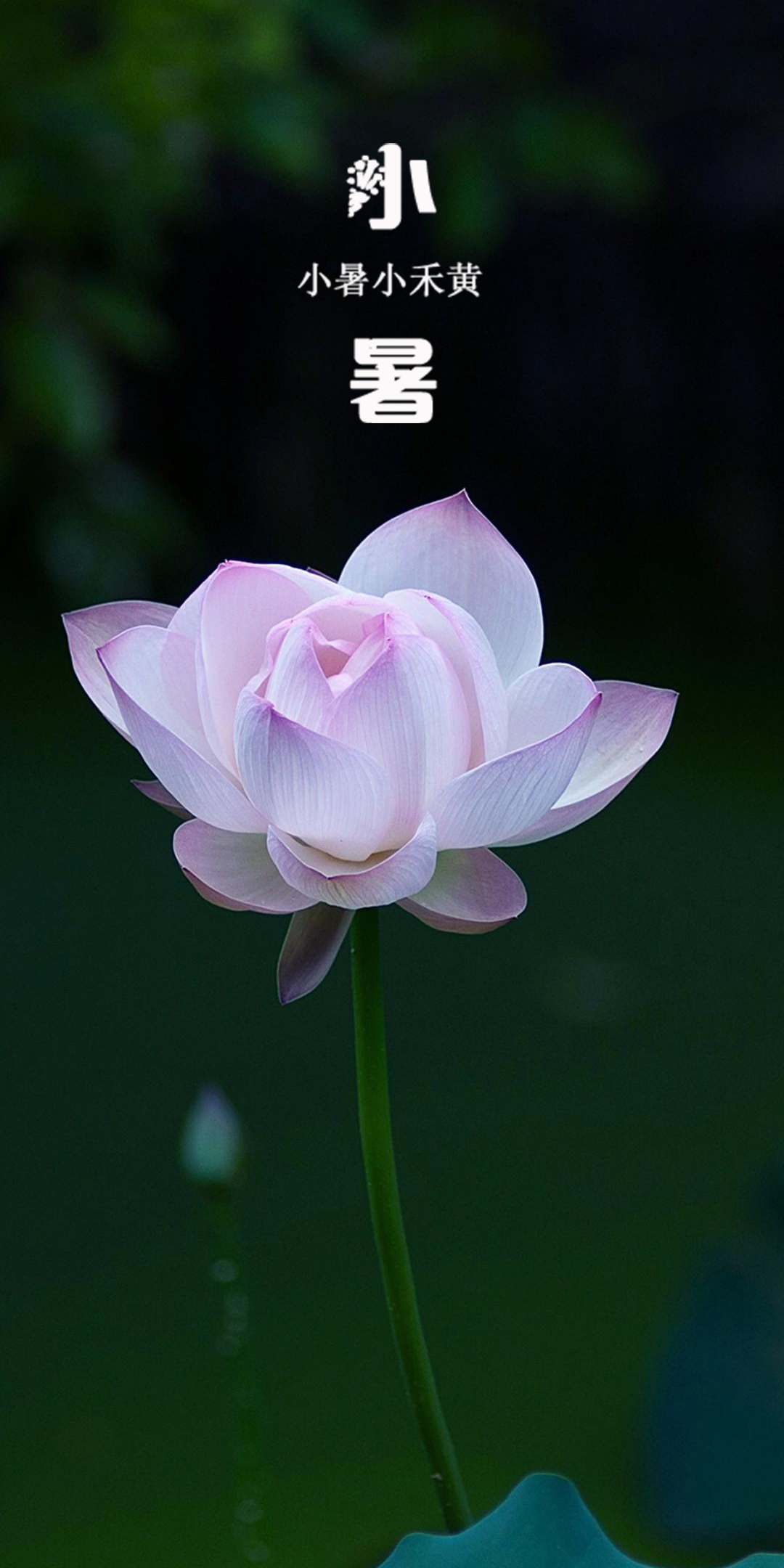 小暑:亭亭玉立的莲花