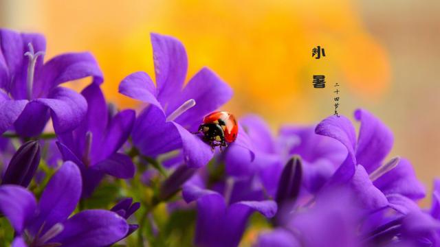 小暑:那些盛开的鲜花
