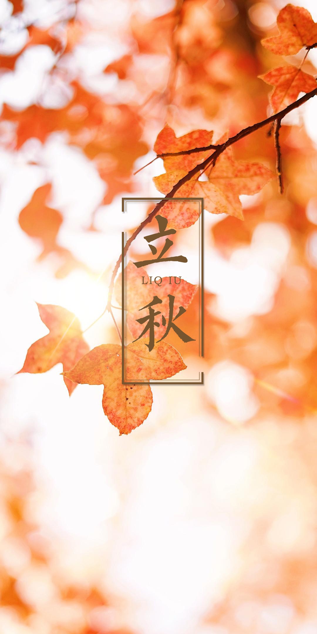 立秋之火红的枫叶