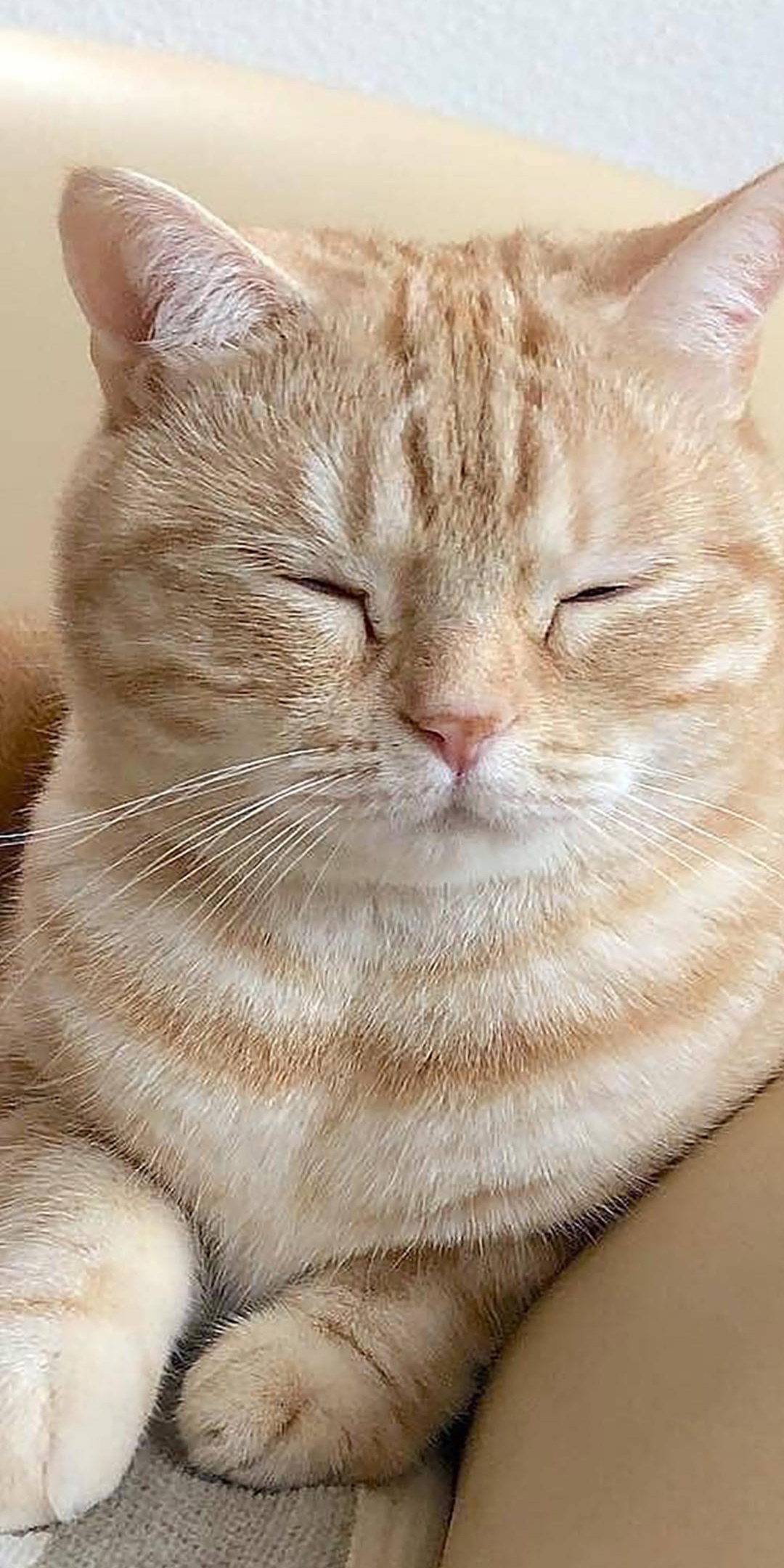 半梦半醒的可爱猫咪