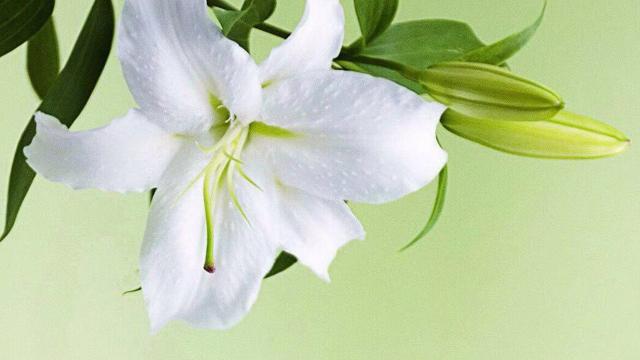 教师节送百合花的花语