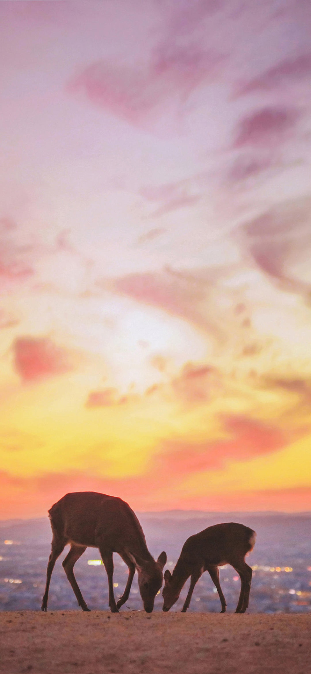 唯美夕阳下的鹿妈妈和小鹿