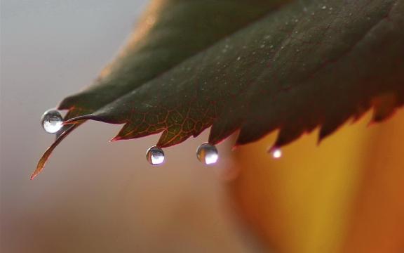晨曦的露珠