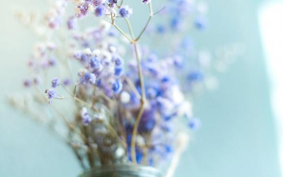 教师节送满天星的花语