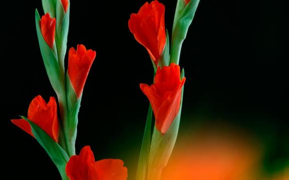 教师节送剑兰的花语