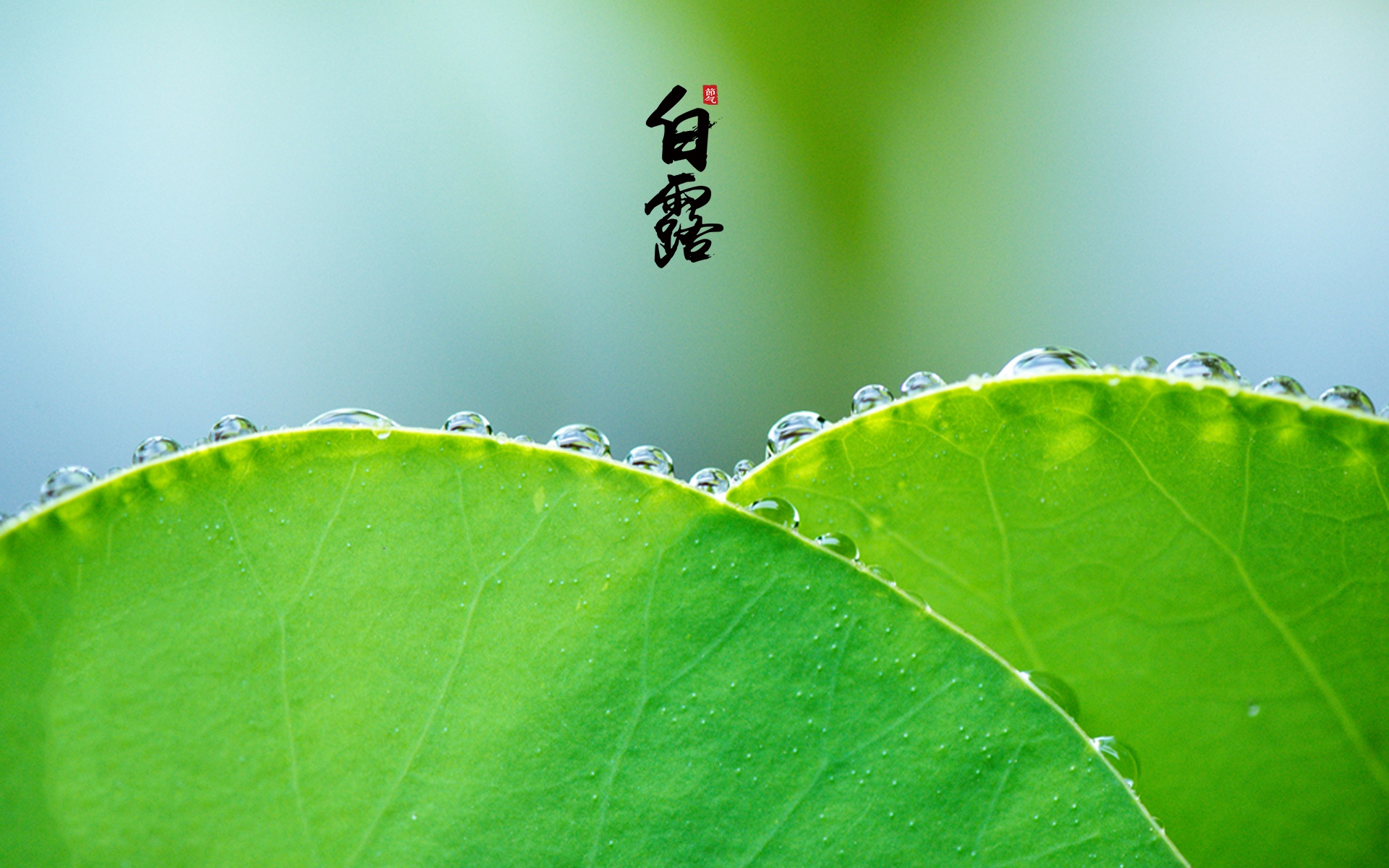 中国传统节气之白露