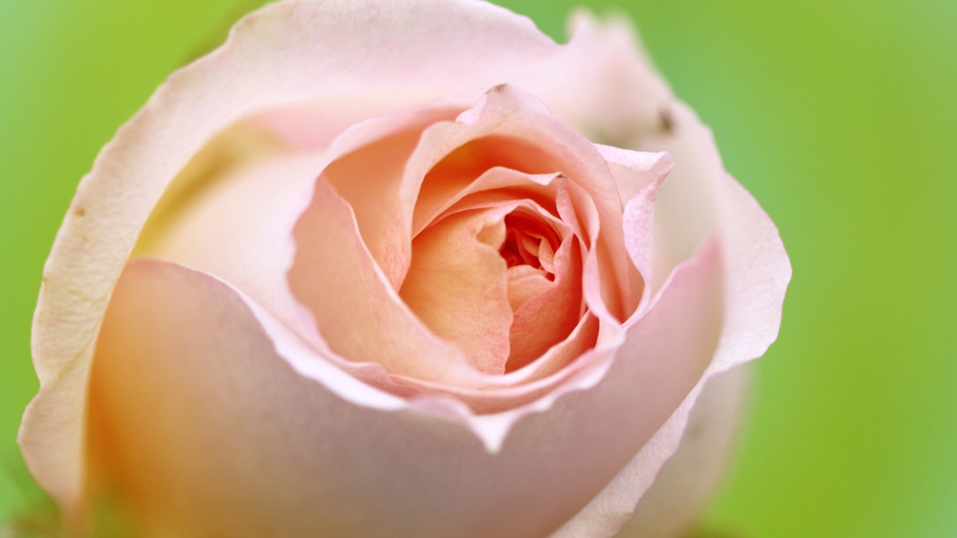 教师节送香槟玫瑰的花语