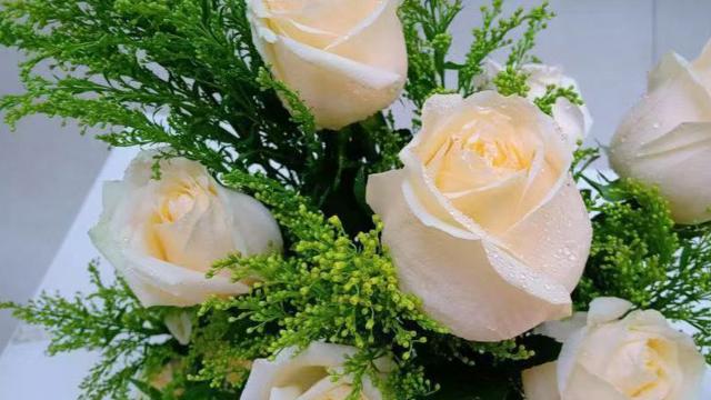 教师节送香槟玫瑰的花语