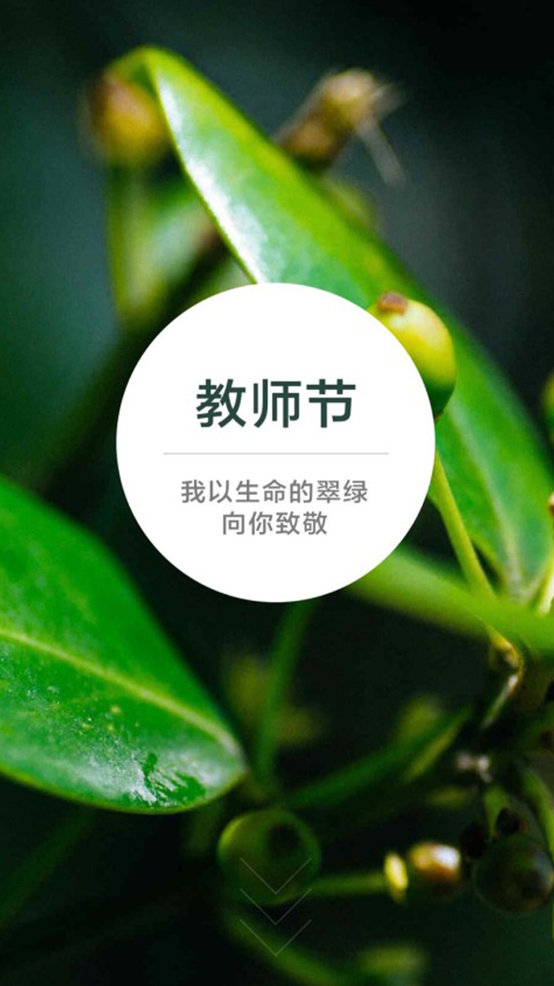 教师节:我以生命的翠绿向你致敬