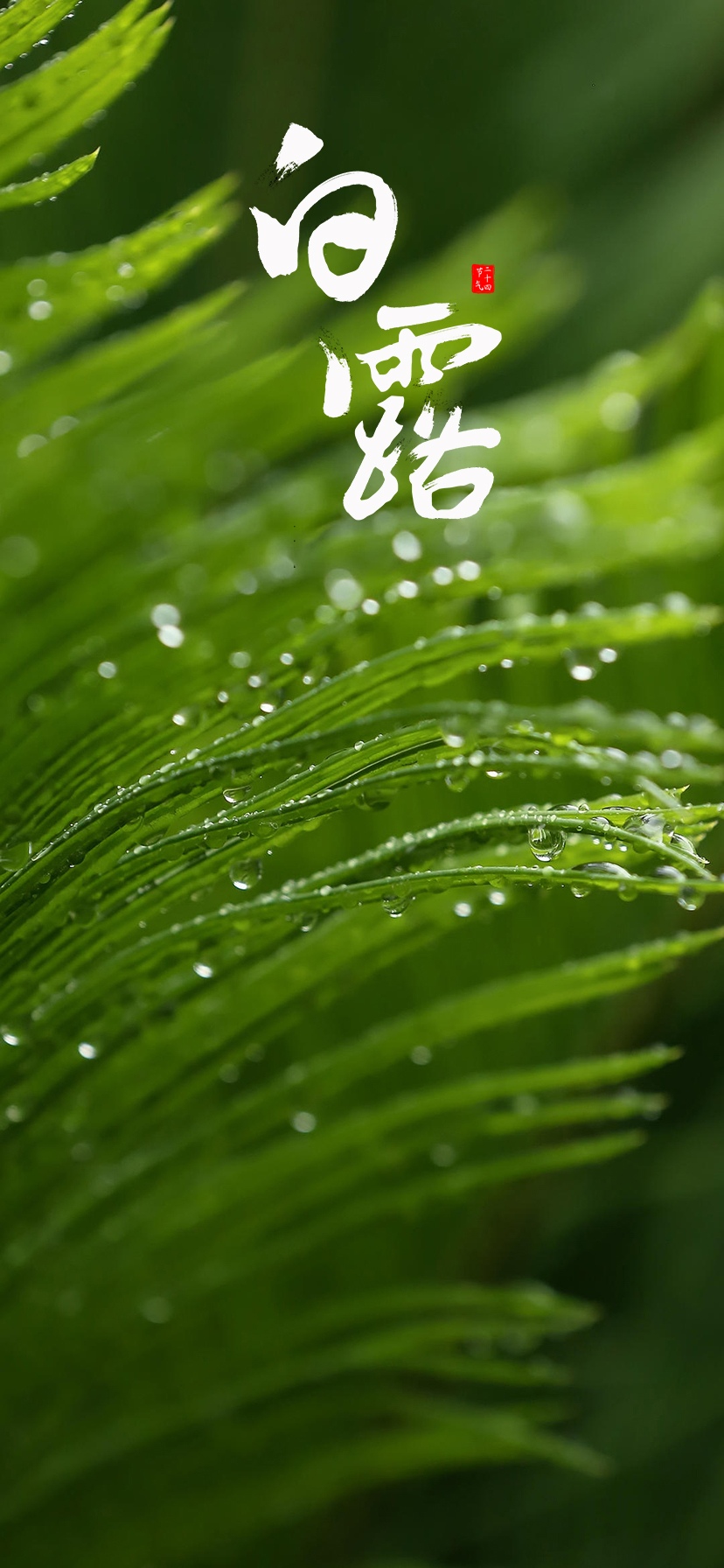 白露:青翠欲滴的青草