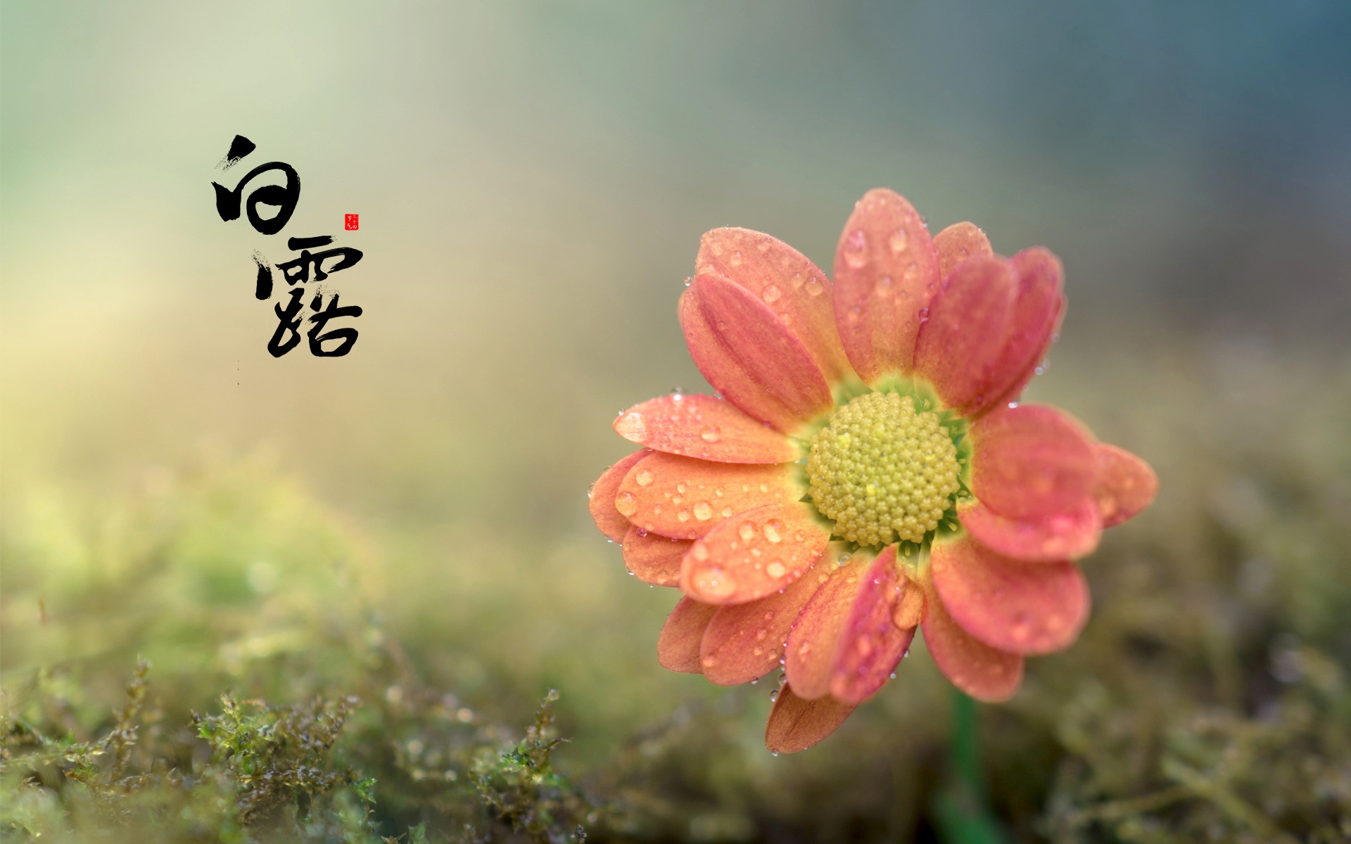 传统节气之白露