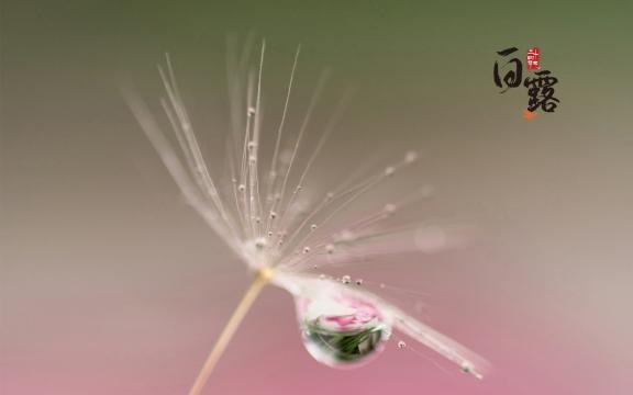 传统节气之白露