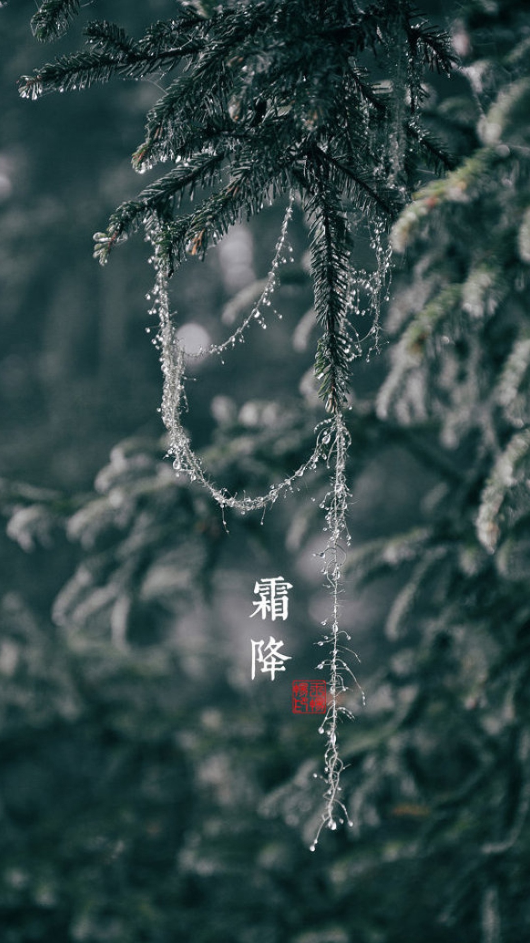霜降之绿松挂银帘