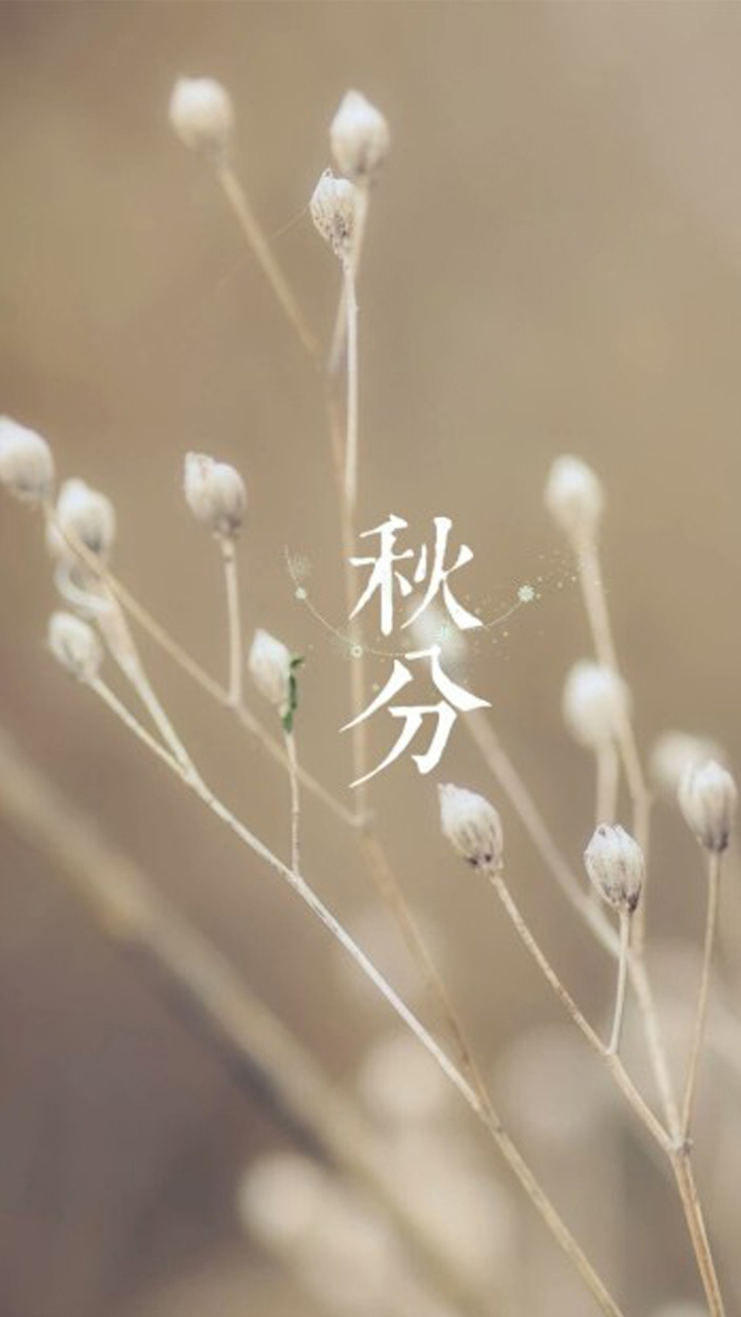 秋分之枯黄的小草