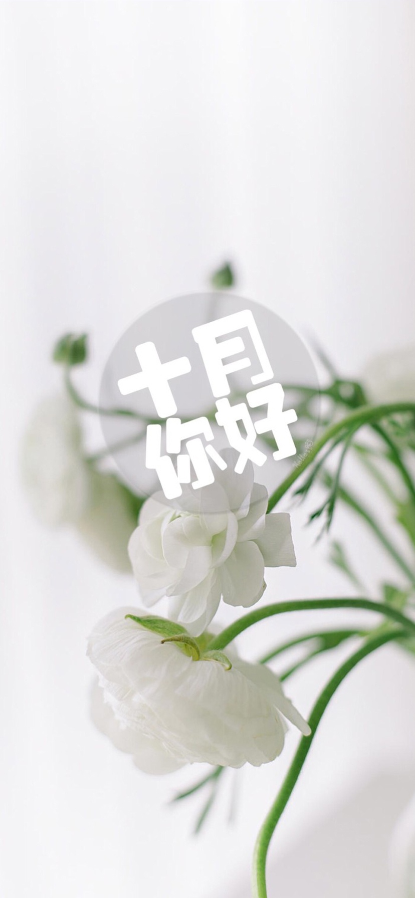 十月的花儿,你好呀