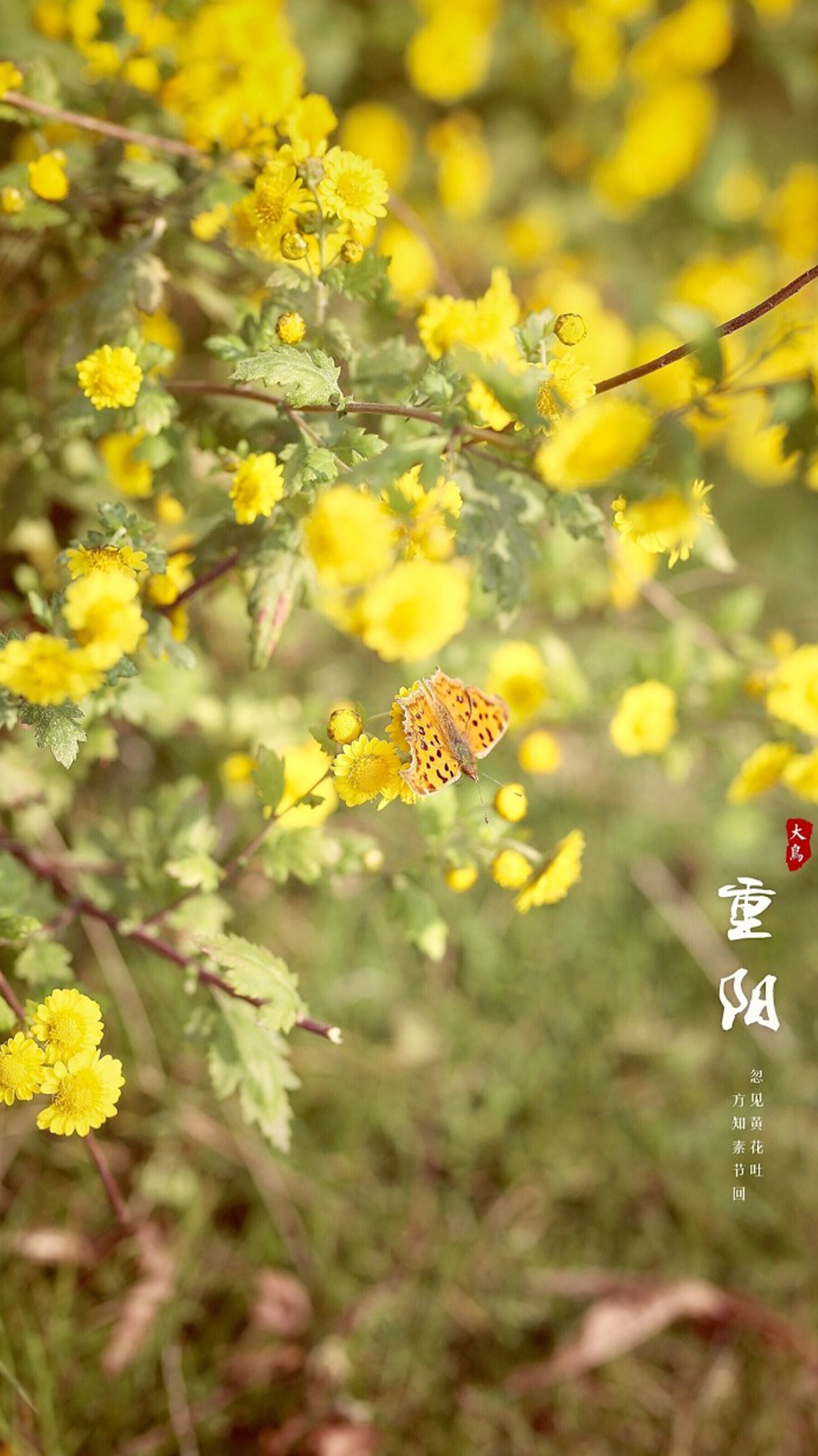重阳:忽见黄花吐,方知素节回