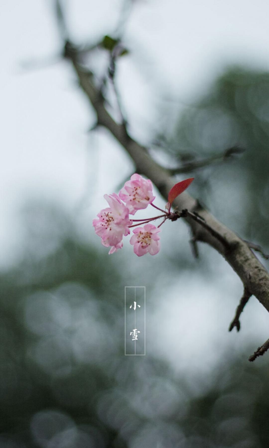 小雪时节的傲雪寒梅