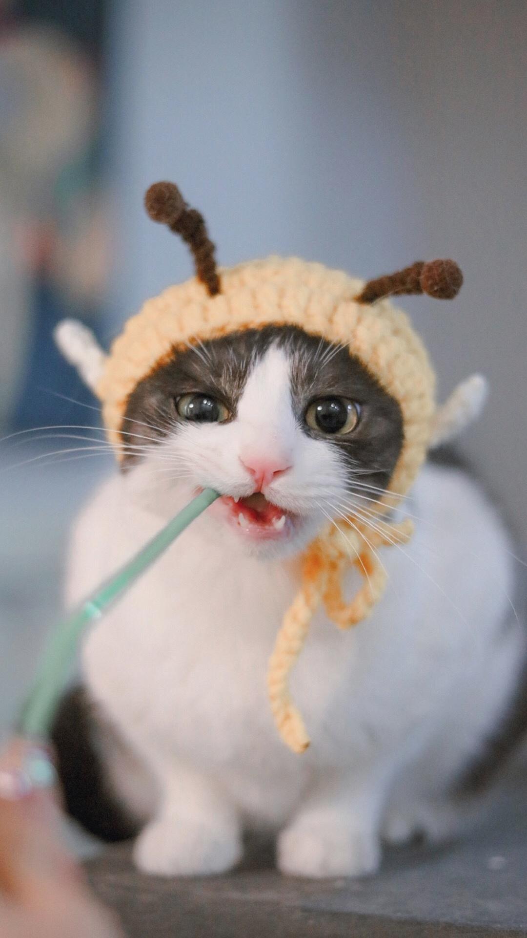 可爱又乖巧的小猫咪