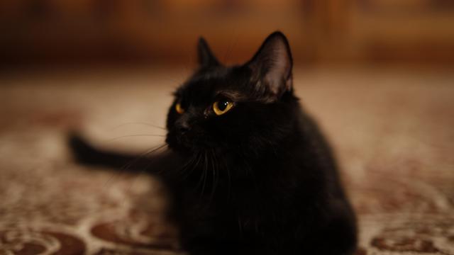 玄幻片《猫妖传》